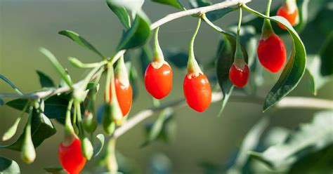 gucci berry is not healthy|Goji Berries 101: Nutrition, Health Benefits & Concerns.